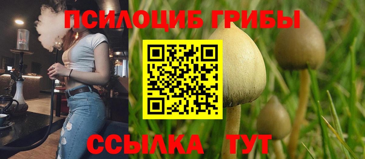 Новозыбков  Галлюциногенные грибы MAGIC MUSHROOMS  где можно купить наркотик  Вход с VPN 